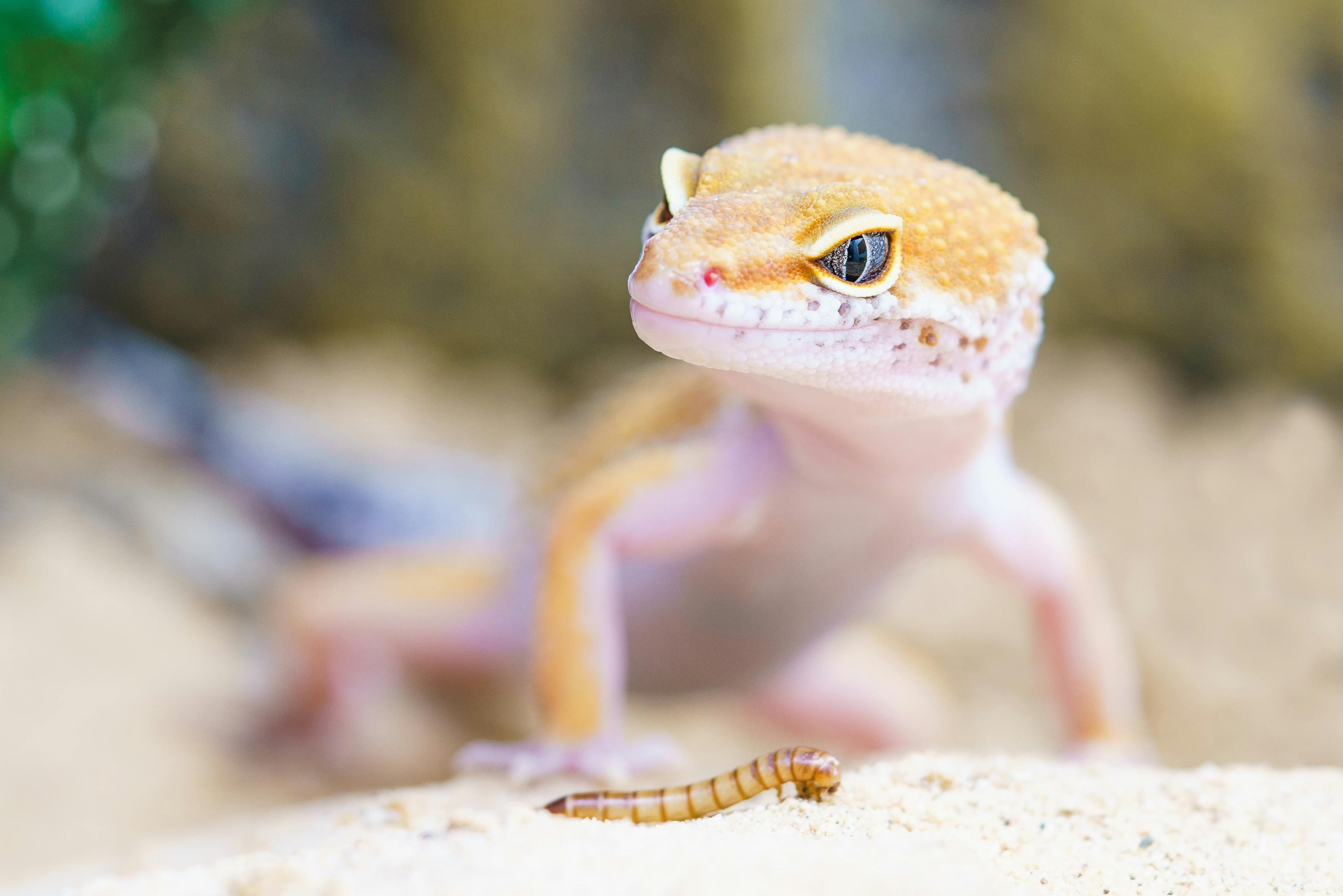 Reptile Breeder Websites