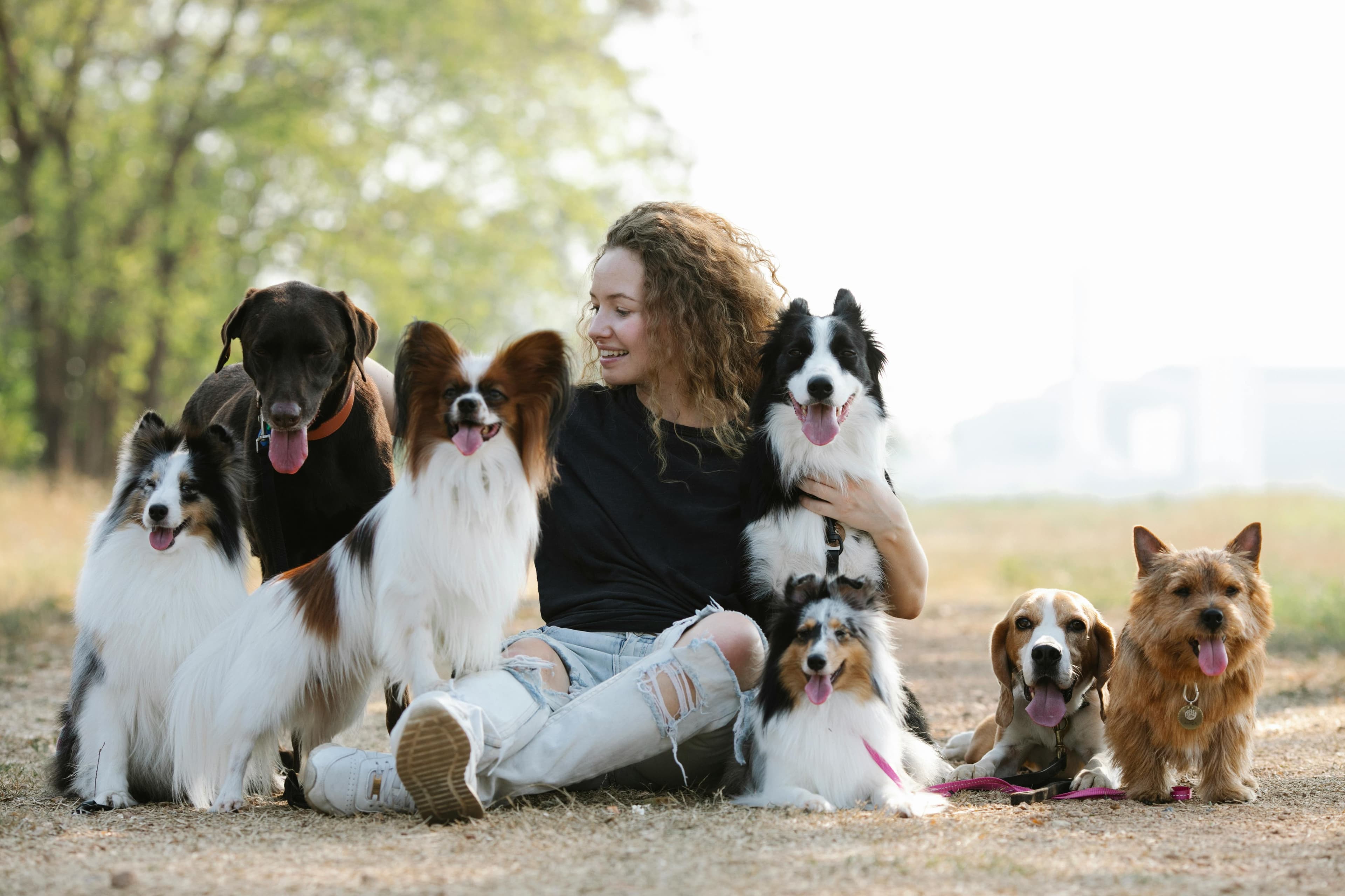 Dog Breeder Websites