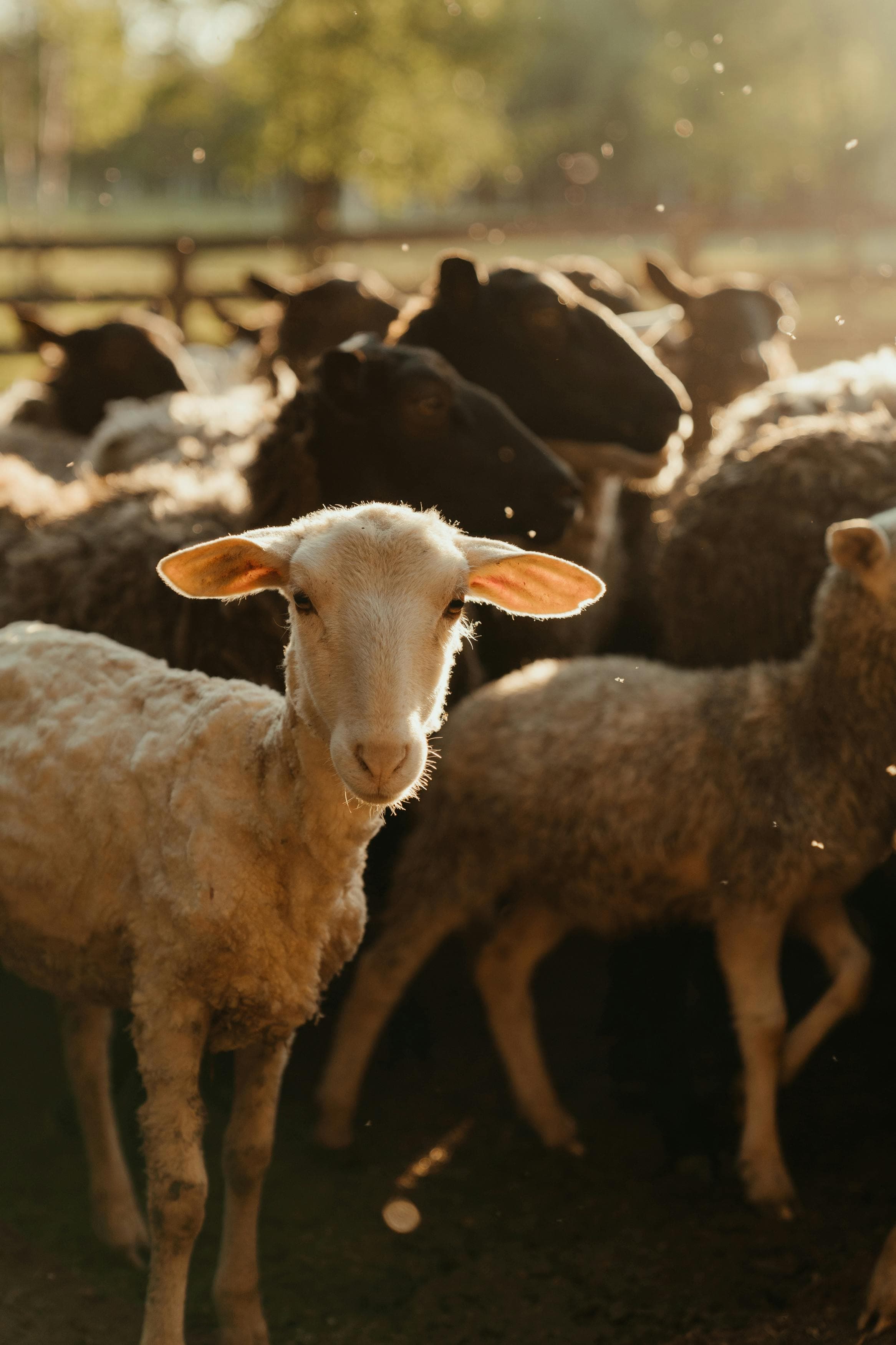 Livestock Breeder Websites