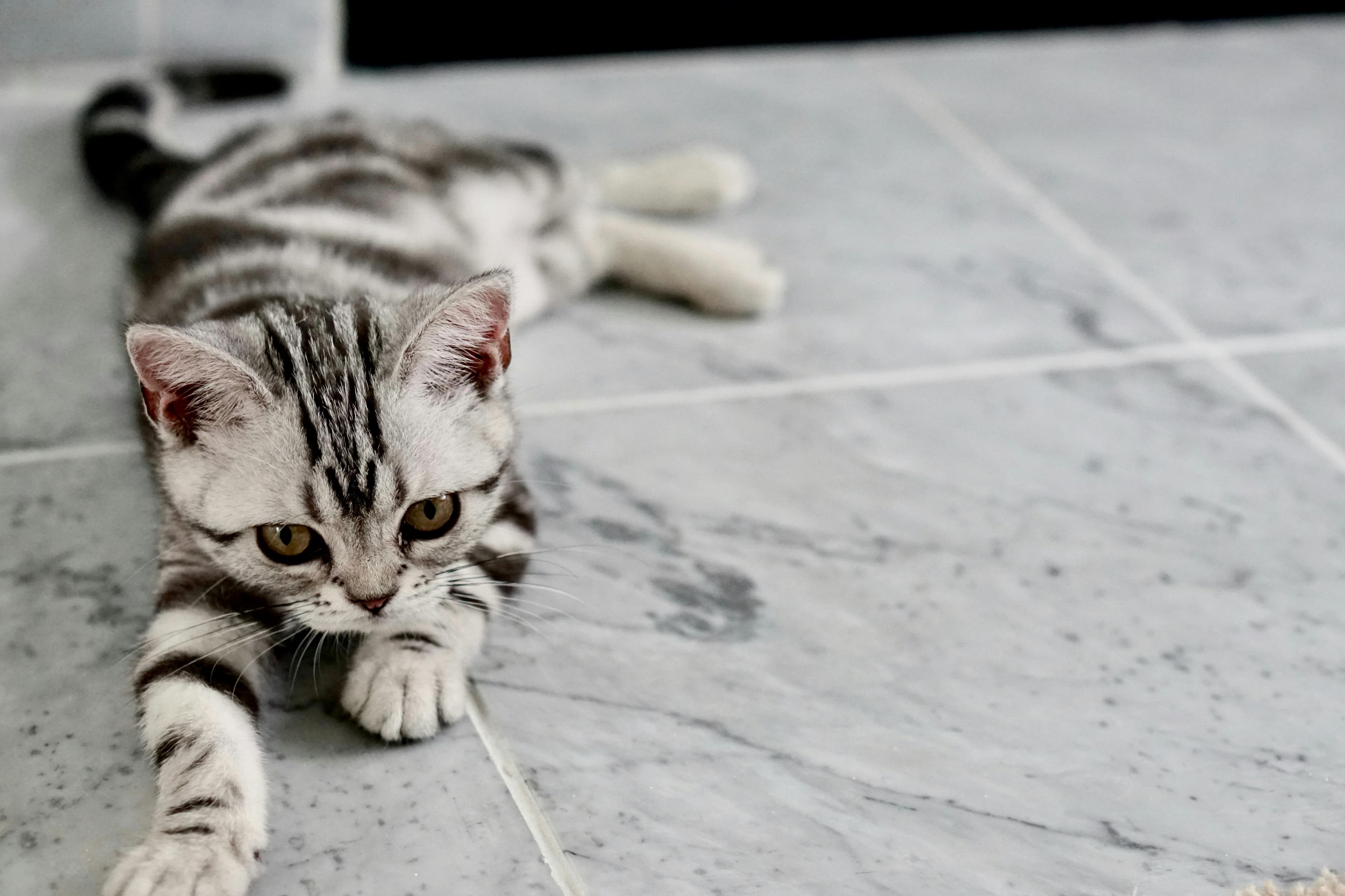 Cattery Websites