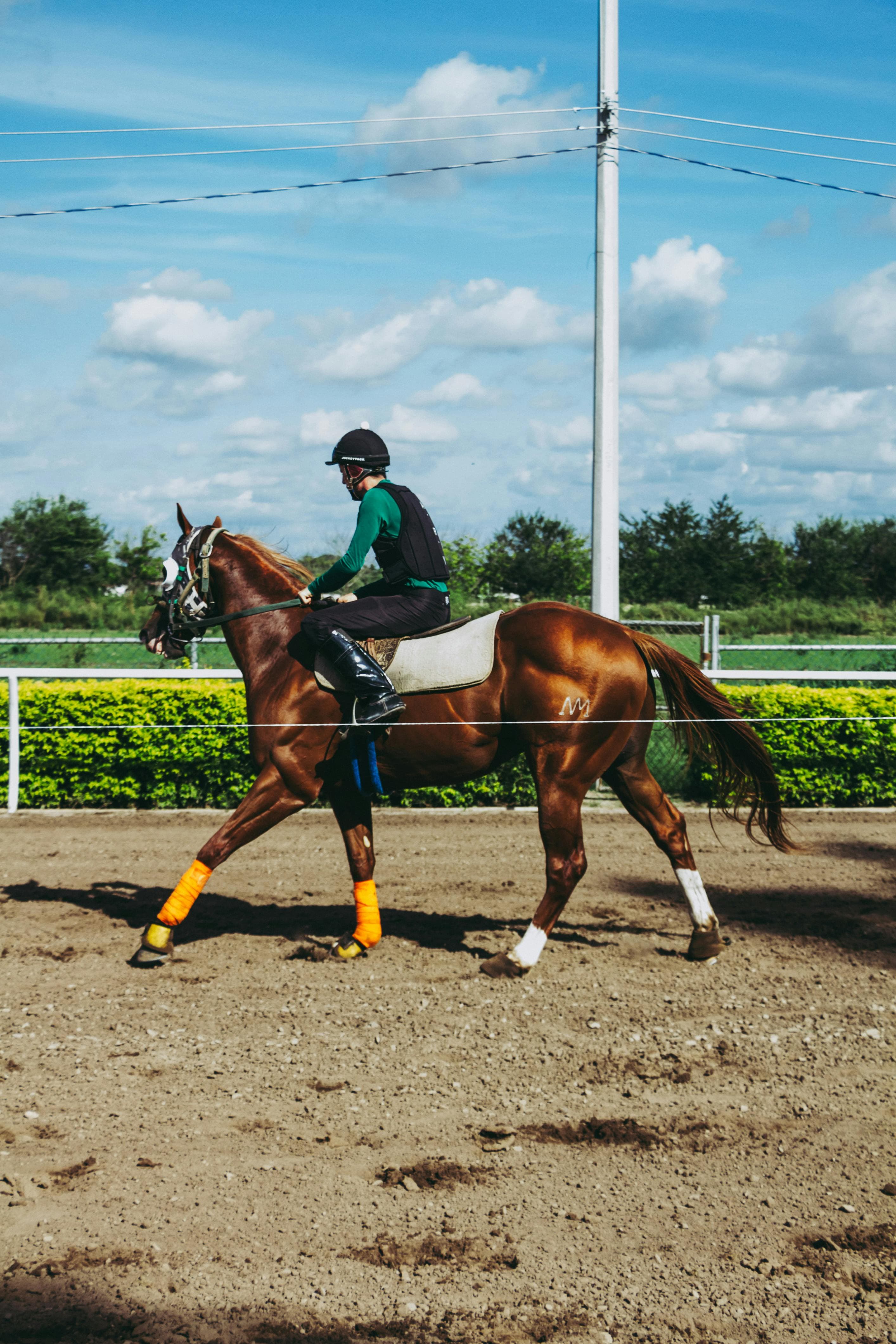 Horse Breeder Websites