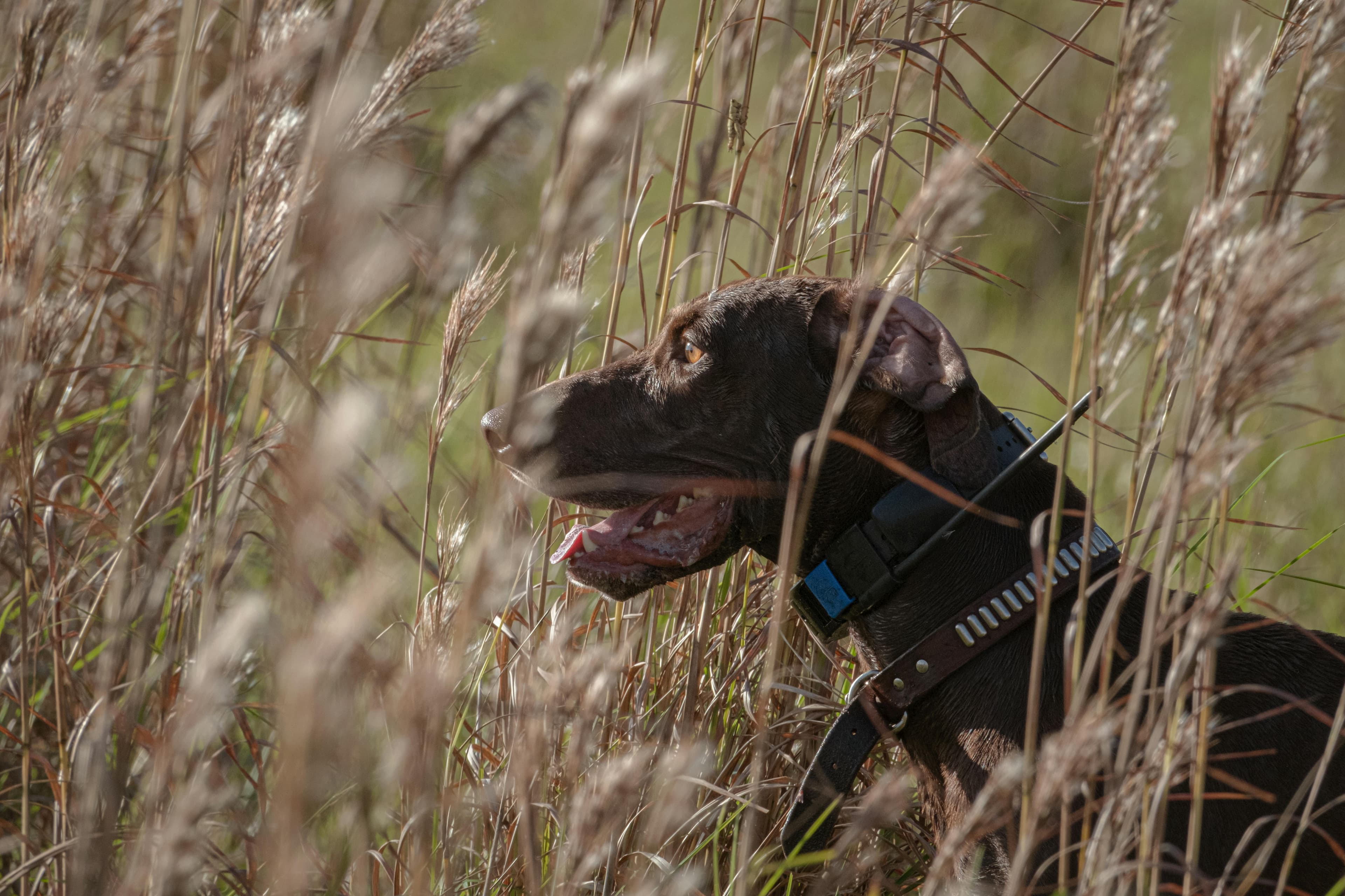 Hunting Dog Breeder Websites
