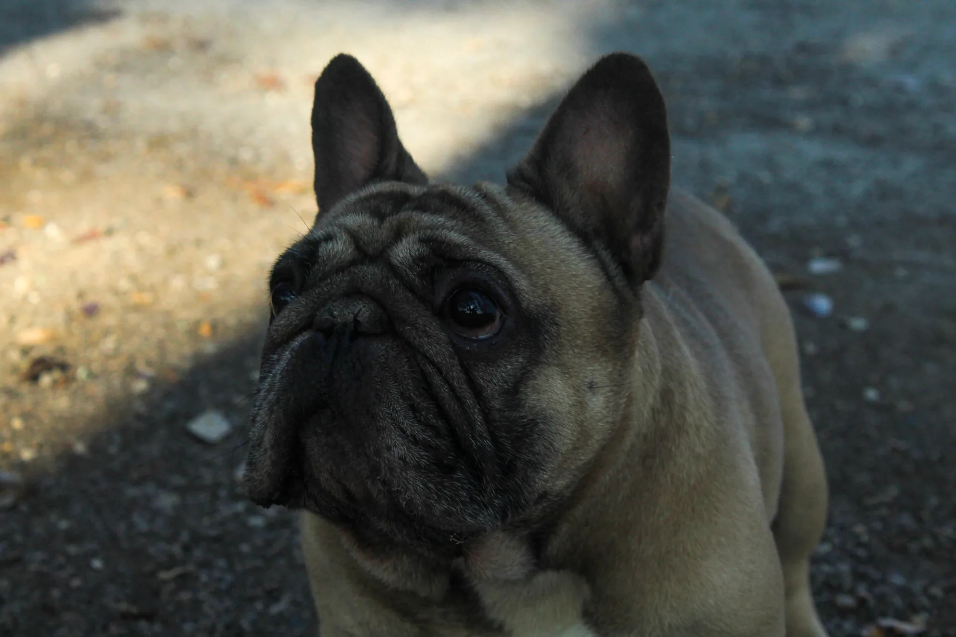 One of Dusty's sport and conformation dogs