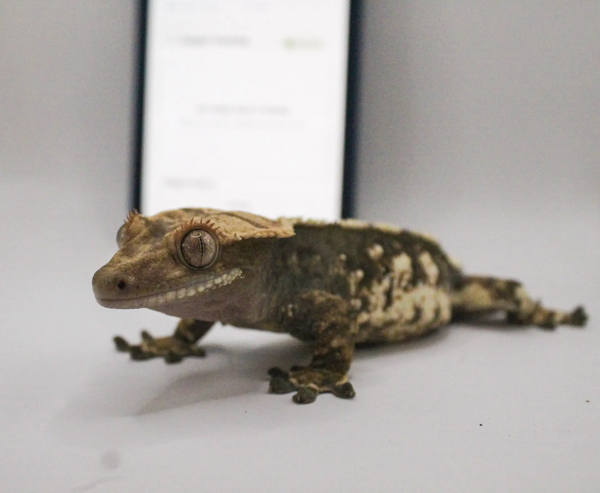 A crested gecko on Dusty's hand